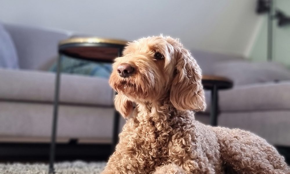 Hund in Wohnung 3