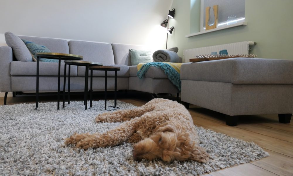 Hundefreundliche Wohnung
